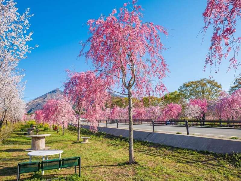 【柳川・みやま・羽犬塚・西鉄久留米発】 震災から生まれた絶景！地元造園会社が手がける2kmの桜並木“サクラミチ”と震災ミュージアムKIOKU＆南阿蘇鉄道の車窓　日帰り1