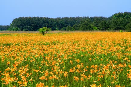 【盛岡発】鳥居連なる高山稲荷神社とニッコウキスゲ彩るベンセ湿原