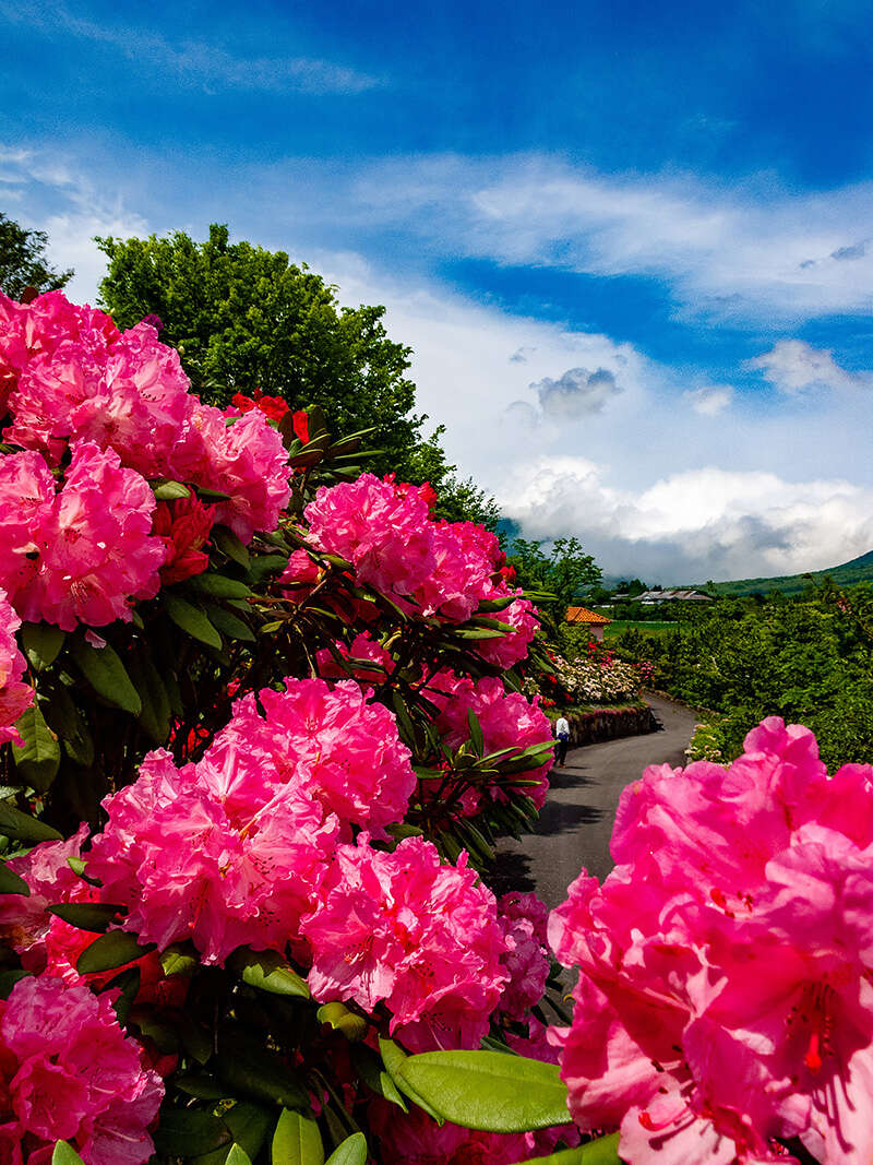 【出雲・斐川・松江・米子発】とっとり花回廊 花の女王1,000株のばらと蒜山高原15,000本のしゃくなげ　日帰り2