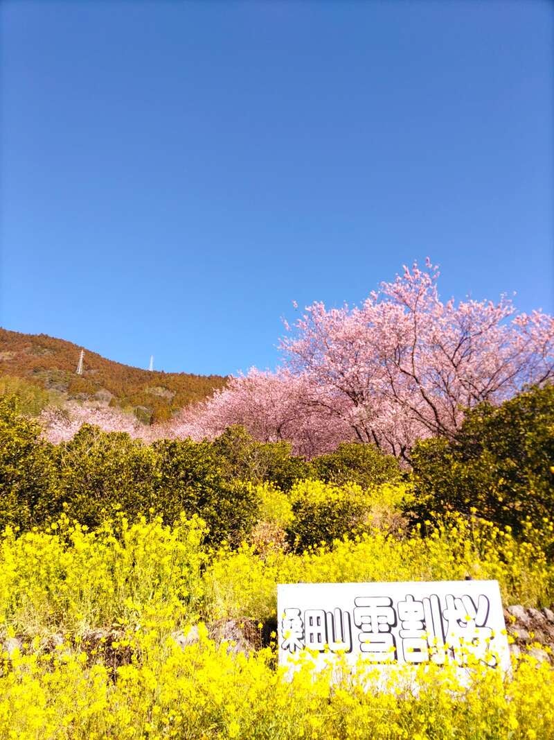 【愛媛県内発】 桑田山に咲く雪割桜と早春の花咲く牧野公園 日帰り2