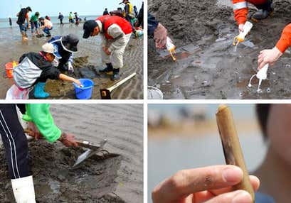 ハンカチの木の花咲く白野江植物公園と簑島海岸マテ貝掘り