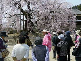加古川・明石・三宮　発
№1823 山野草の宿二人静と花の南信州3