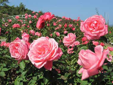 【富山県内発】 「香りのばらまつり」in国営越後丘陵公園 とホテルニューオータニ長岡の優雅にランチビュッフェ　日帰り