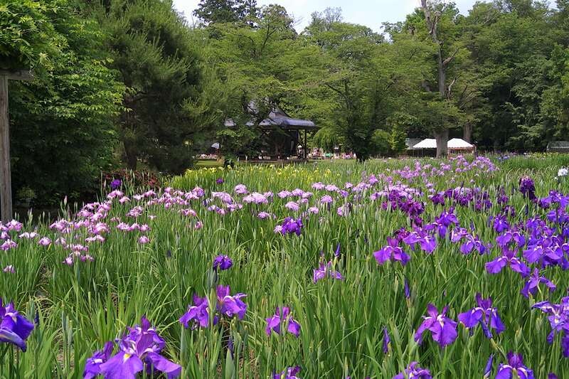 【東京駅・上野駅・大宮駅・小山駅・宇都宮駅・那須塩原駅発】 本場山形さくらんぼ狩り　糖度20度保証の高級「佐藤錦」 食べ放題と名湯「蔵王温泉」（２日間）3