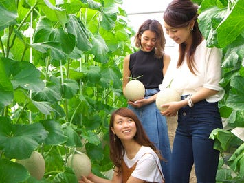 【一宮発】マスクメロン合計3玉！伊良湖産メロン2玉狩り＆1玉お土産＆メロン半玉ご賞味