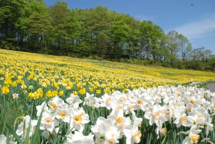 【大崎・石巻・県北エリア発】 いつもありがとう！母の日ミステリー（日帰り）