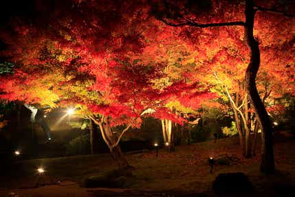 【高知県内発】 神在月に行く出雲大社と足立美術館・由志園紅葉ライトアップ ２日間