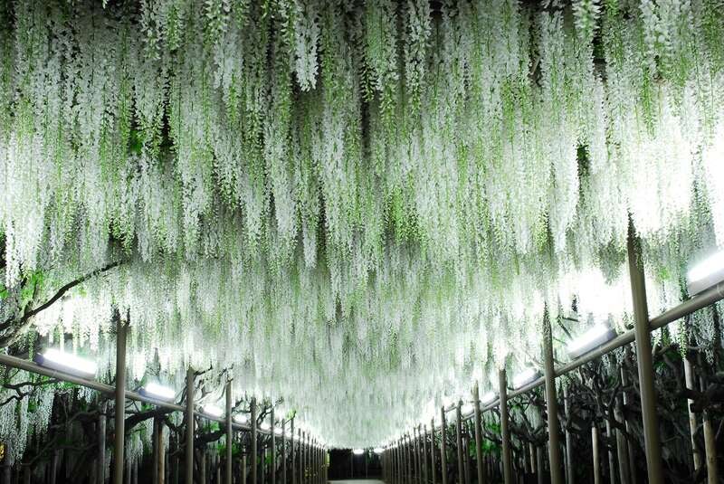 【茨城県内発】 【GWゴールデンウィークに行く】花の光の庭園♪あしかがフラワーパーク大藤まつりとバラ祭りライトアップ 人気の3つの工場直売所・ミュージアム巡り 日帰り3