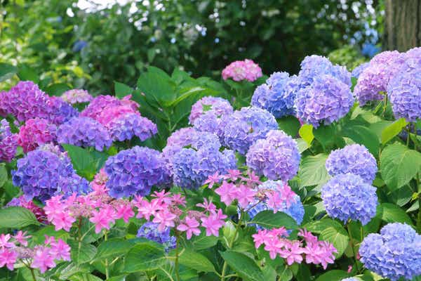 世界でここだけ！北三陸直送・雲丹牧場産　4年熟成「生雲丹御膳」を食す！【新石切・八戸ノ里・近鉄八尾・久宝寺発】3