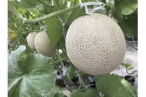 【蒲郡・相見・岡崎発】＊日帰り昼食付＊全部で３玉つき！！『伊良湖オーシャンリゾートのランチバイキングと伊良湖メロン狩り』3