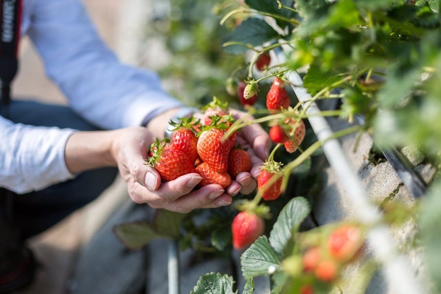 『たっぷり150分滞在！関東随一の花の楽園　あしかがフラワーパークとイチゴ狩食べ放題』【新宿　出発】＜ゆったり旅＞1