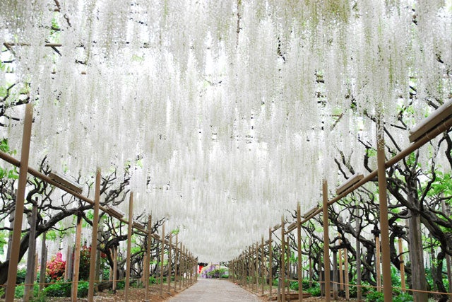 【東京発】専門ガイドと巡る世界遺産・日光東照宮と藤が見頃の「ふじのはな物語」開催のあしかがフラワーパークを巡る日帰りツアー1