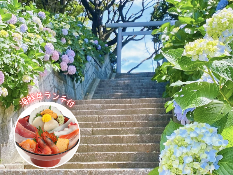 新宿発】8,000円台～ぶっとび格安✨ 酒列磯前神社のあじさい鑑賞💜＆那珂湊海鮮丼🐚＆道の駅常総🍠 茨城大満喫 日帰りバスツアー1