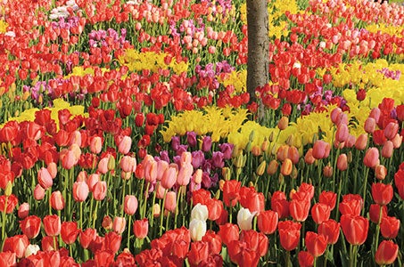 【札幌駅発】滝上芝桜と上湧別チューリップ　春らんまん花めぐり　日帰り　色とりどりの花が咲く！一度は目にしたい道東2つの花畑巡り♪1