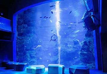 嵯峨野トロッコ列車と人気の京都水族館＆カップヌードルミュージアムと新スイーツ施設アトリエ京ばうむ♪【久宝寺・近鉄八尾・八戸ノ里・新石切発】2