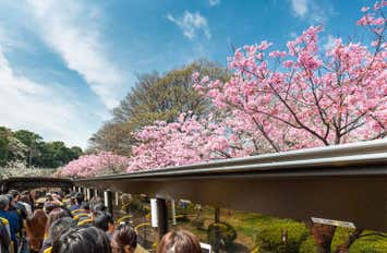 オープントップバスで行く『TOKYOお花見バス』 都内の桜の名所をハイライトで巡る車窓観光ショートトリップ！(10:00出発)