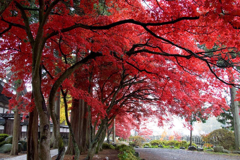 【群馬県内発】 ～絶景の信州紅葉ハイライト～ 紅葉と青の湖面「箕輪ダムもみじ湖」「長円寺」「御射鹿池」　60年に一度の火の馬年に行く！諏訪大社四社まいり ２日間3
