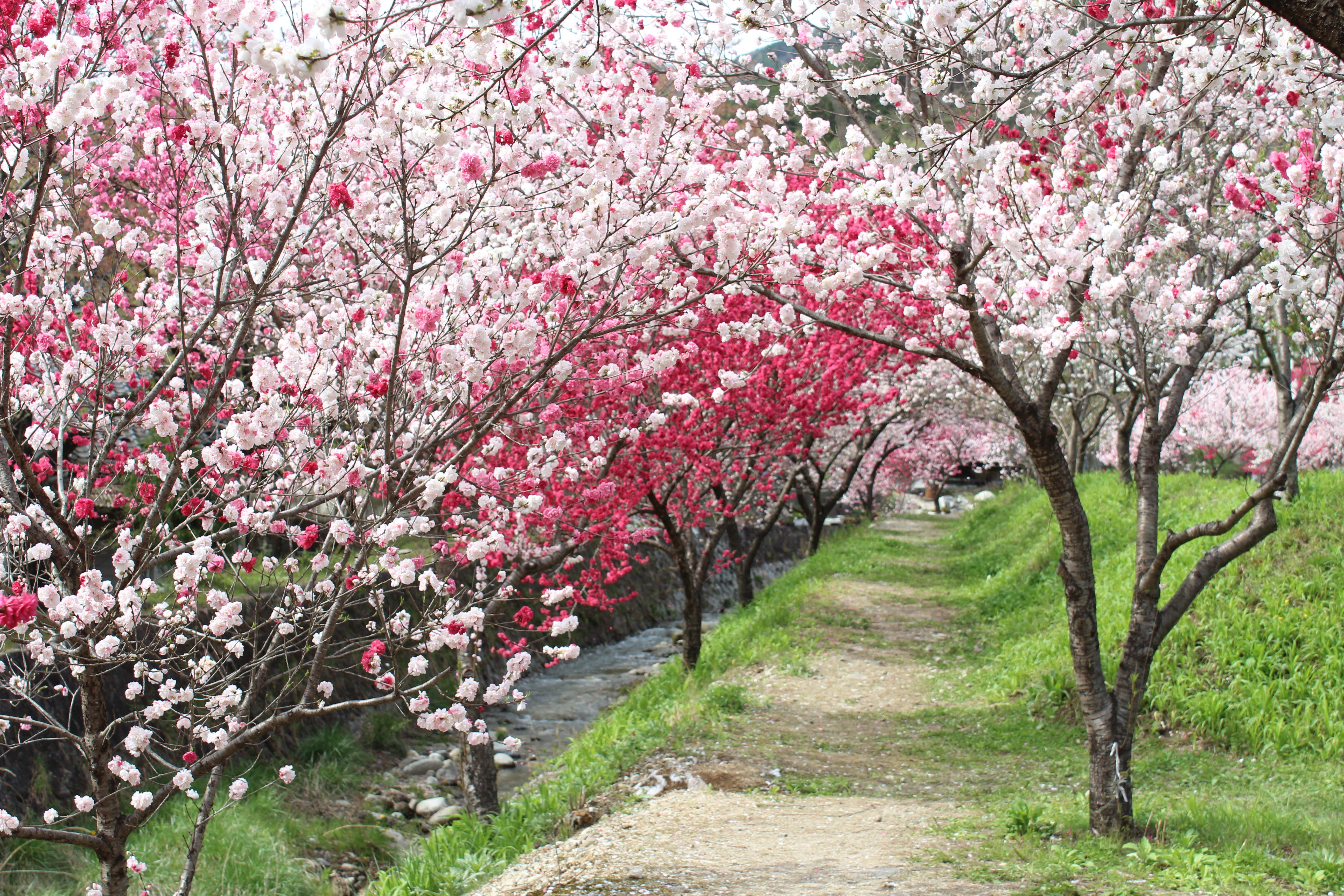 早太郎温泉と絶景駒ヶ岳１泊２日2