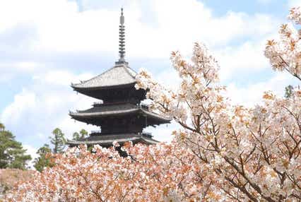 【親番号用】 <厳選のホテルに3泊> さくら舞う!古都京都の文化財16ヵ所の世界遺産(4日間)