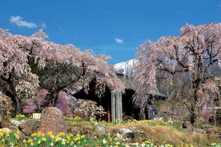 【兵庫エリア発】 春の絶景をめぐる～天下第一の桜『高遠城址公園』と白樺湖畔温泉２日間