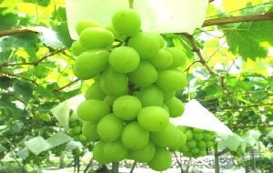 シャインマスカット狩り食べ放題バスツアー！桔梗信玄餅詰め放題とかぼちゃほうとう御膳昼食付1