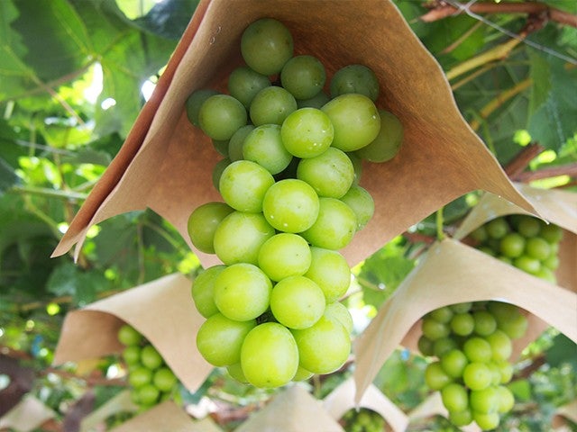 ■【山梨】山梨がアツいんです！！雲上の「富士山五合目」散策＆大人気「桔梗信玄餅詰め放題」＆シャインマスカット狩り園内食べ放題♪甲州郷土料理ビュッフェも！2