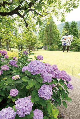福崎・社・三木　発
箱根ホテルと初夏の風物詩「箱根登山電車あじさい列車」2