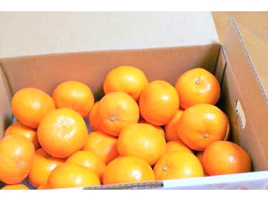 【津島・愛西・弥富発】みかん3kg箱のお土産&みかん狩り食べ放題&大福作り体験&ブランド牛すき焼き付きミステリーツアー