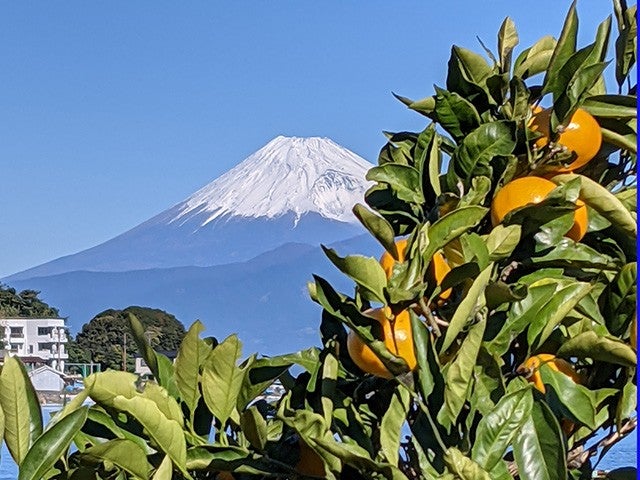 ■【2025年4月28日（月）フジテレビ｜Live News イット！にて紹介コース】【静岡】海と空と大地の欲張り旅！天空の大パノラマ「十国峠」×海鮮浜焼き食べ放題＆みかん狩り食べ放題♪3