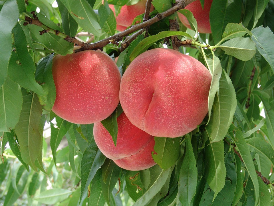 【富山県内発着】さわやか！雲上の世界SORAテラスと信州もも狩り～30分間もも食べ放題＆お土産２玉狩り付！～2