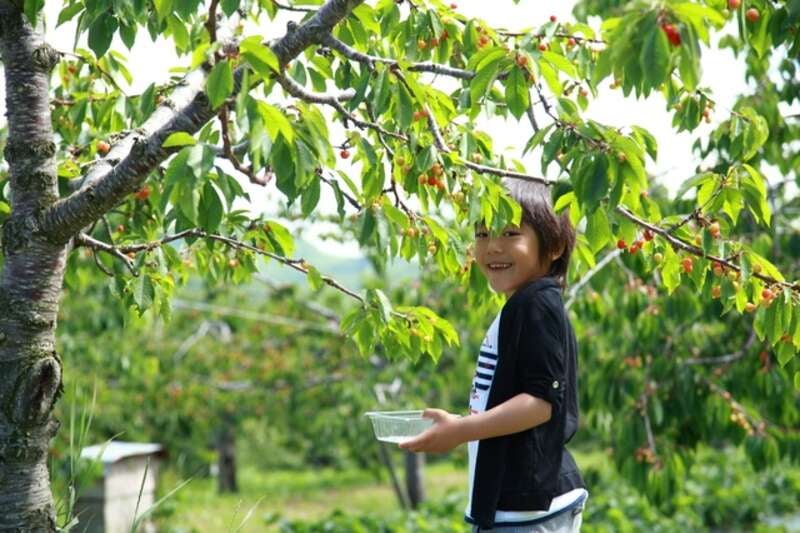 【神奈川県内・町田発】 山梨さくらんぼ狩り食べ放題 日本三大金運神社「新屋山神社」と富士の絶景ポイント「ふじさんデッキ」　日帰り1