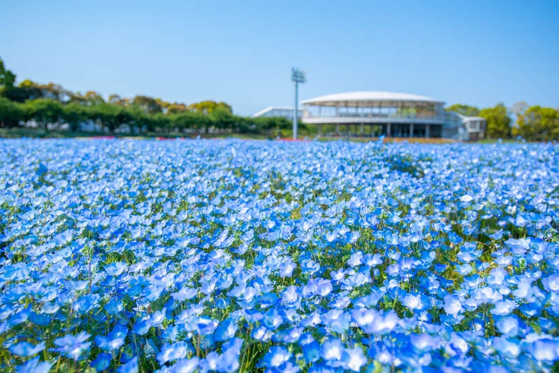 【福井県内発】 長さ275メートルで圧巻！「天王川公園の藤棚」と約100万株の可憐な水色の絨毯！「なばなの里・ネモフィラ」　日帰り2