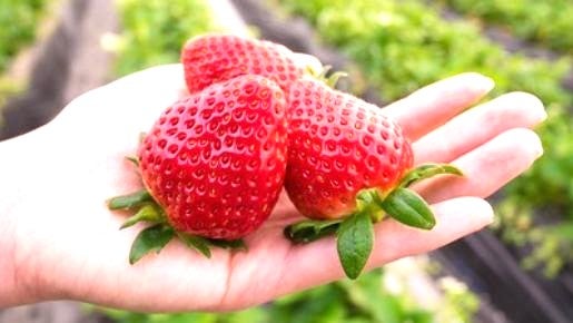 ＜Web割対象商品＞【キングツアーバス旅】早咲き山の手さくらとマグロ尽くし いちご狩り♪〔秋川・京王八王子発〕3