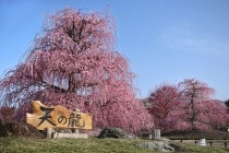 ◎WEB予約でリボンポイント３ポイント◎【岡崎発】＊日帰り昼食付＊『鈴鹿の森庭園「しだれ梅まつり」と老舗のうなぎ屋うな勢の「選べるうなぎランチ」』2