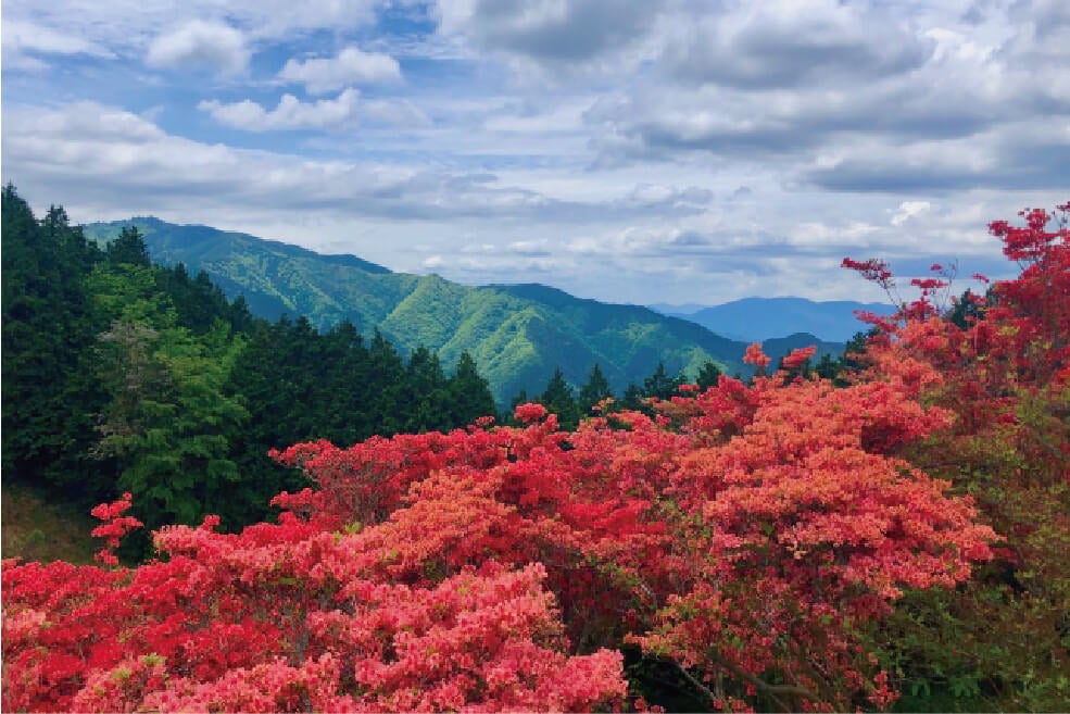 ＜奈良＞大和葛城山 ツツジの登山トレッキング【垂水・名谷・三宮出発】1