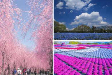 【広島駅新幹線口発着／日帰り】～世羅の春の花めぐり～ 西日本最大級45万株の芝桜と 100万本のネモフィラ 250本のしだれ桜の並木道1