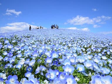 【西船橋発】青の絨毯「ネモフィラ観賞」＆いちご狩り食べ放題＆海鮮丼の昼食