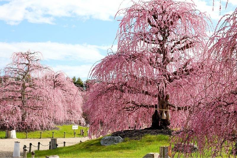 なんと、びっくり！これは桜でなく梅なんです！圧巻！鈴鹿の森庭園しだれ梅祭りと「特選牛すき焼き御膳」又は「伊勢真鯛海鮮鍋膳」の選べる昼食【河内磐船・枚方市・JR高槻発】1