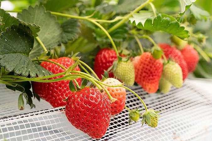 ★2/27 催行決定★【横浜発】伊豆かんなみ桜 早春の伊豆を満喫！春色かんなみ桜と大人気いちご狩りを堪能～三島スカイウォークで絶景観賞♪～2