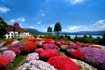 【島田・藤枝・焼津発】 箱根山のホテルのつつじと旧吉田茂邸・バラで彩る庭園見学・かまぼこの「鈴廣」プロデュース!人気レストラン! 50種ランチバイキング