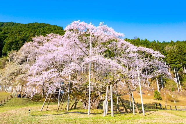 【富山県内発】 【富山県発着】　西美濃　桜めぐり～「樽見鉄道桜のトンネル」「根尾の淡墨桜」・「谷汲山華厳寺の桜の参道」　日帰り～1