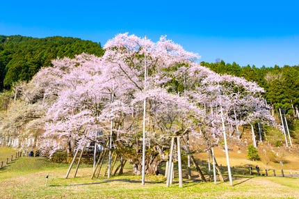 【富山県内発】 【富山県発着】　西美濃　桜めぐり～「樽見鉄道桜のトンネル」「根尾の淡墨桜」・「谷汲山華厳寺の桜の参道」　日帰り～
