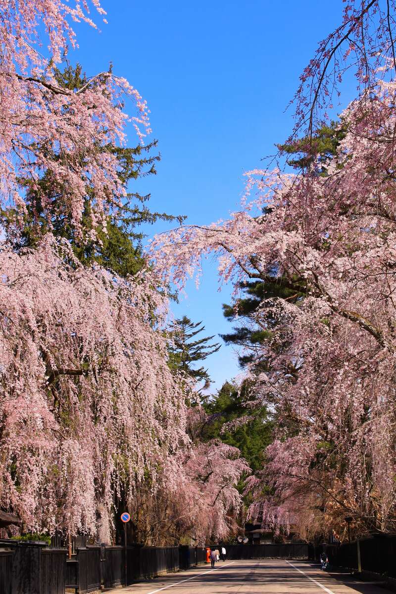 【金沢駅発】 みちのく三大桜と津軽鉄道お花見ローカル列車（３日間）3
