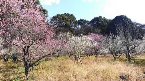 【大分・かんたん・北浜・別府発】 本場日本海で味わう紅ズワイガニ姿盛りを含む全８品カニづくしと東行庵紅白梅めぐり　日帰り