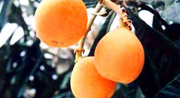 ＜新宿発・西船橋発＞ 初夏の味覚！『さくらんぼ』＆『びわ』 Wダブル狩り食べ放題 と ローストビーフが自慢のイタリアンビュッフェの昼食　そして、色鮮やかな10種･1万6000株のあじさいフェア鑑賞