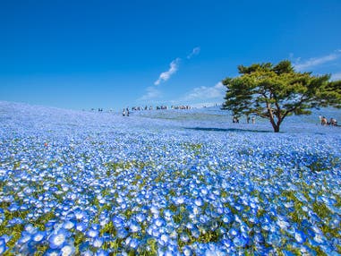 【新宿発】7,000円台~ぶっとび格安✨ひたちなか『ネモフィラの丘』青の絨毯を堪能💙&『めんたいパーク』工場見学+お土産付♪&神秘的『酒列磯前神社』(入場料込)