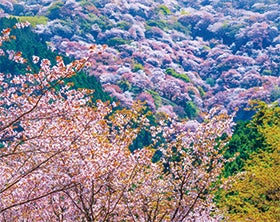 龍野・姫路　発
竹林院群芳園でいただく「太閤椀」と吉野山散策1