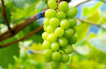 ★全日催行決定★[新宿発]河口湖もみじ回廊散策＆嬉しいシャインマスカット狩り食べ放題や人気の桔梗信玄餅詰め放題体験等、大人の遠足日帰りバスツアー！