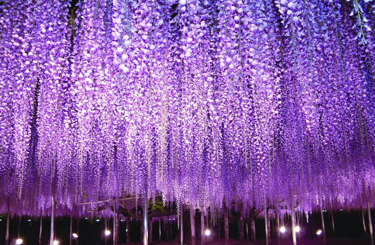 [西船橋発]≪VIP花三昧≫一面、青の絨毯！ひたち海浜公園で絶景「ネモフィラ」鑑賞&あしかがフラワーパークでライトアップされた大藤棚もご堪能！3