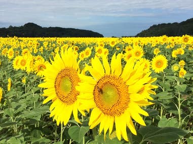 ■【栃木・茨城】＜8日間限定＞イチオシサマー！約100万本が咲く「益子ひまわり畑」＆贅沢ダブル狩り「梨狩り食べ放題！巨峰狩り！」＆クラシックハンバーガーランチボックス付き♪